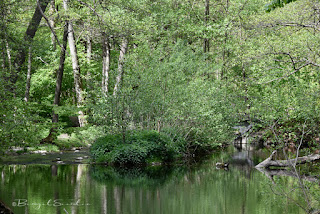 Naturschutzgebiet Schmalsee in Mölln