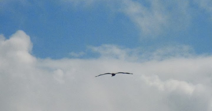 The One True Faith Why The Phalarope