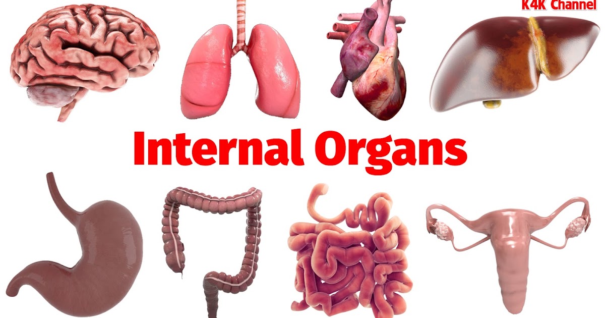 Kênh Thủ Thuật K4Kchannel HUMAN INNER ORGANS LEARN ENGLISH HUMAN