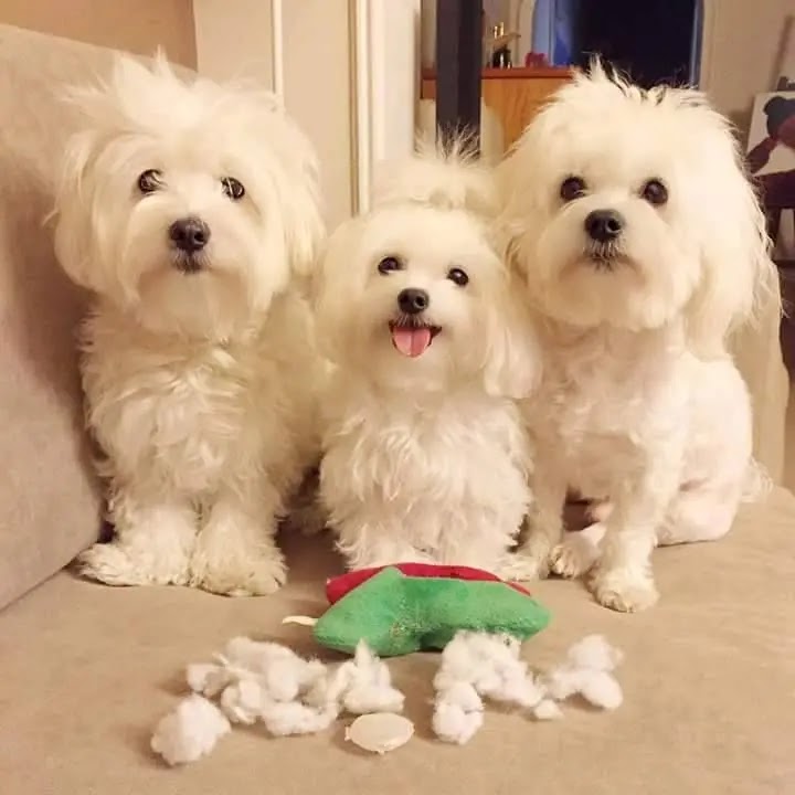 14 Reasons Maltese Dogs Are Not The Friendly Dogs Everyone ...