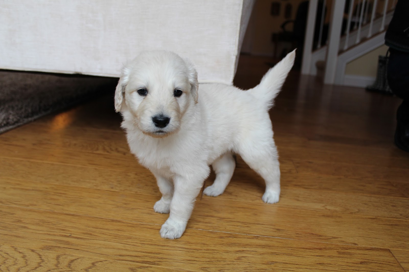 Southern Indiana Sugar Doodles 8124868504 5 Weeks Old F1b English