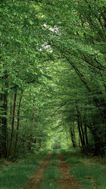 Free wallpaper Forest, path, trees, green, nature