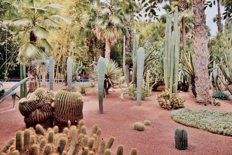 marrakesz ogród majorelle, Marrakesz ogród ysl Laurent Jardin majorelle, kaktusy