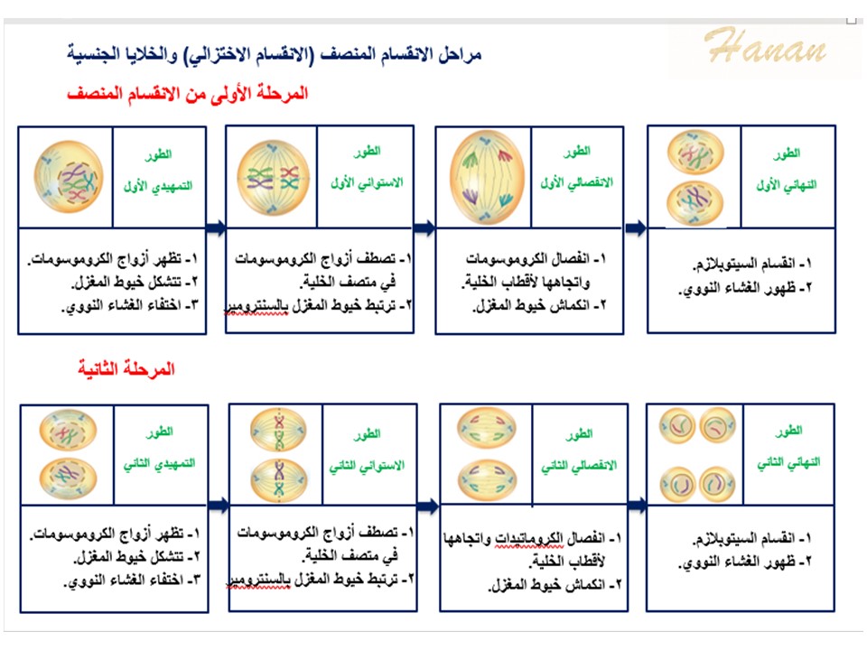 الانقسام الذي يحدث في الخلايا الجنسيه