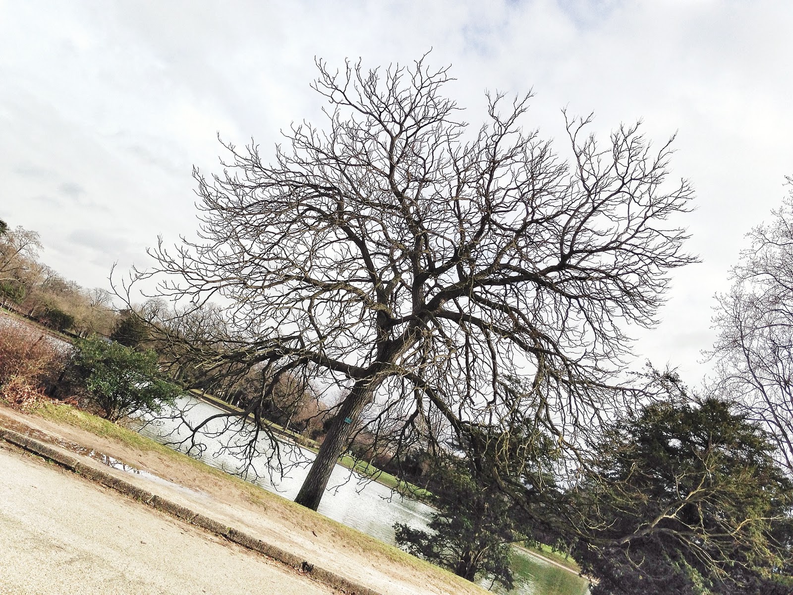 Le chicot du Canada du Bois de Boulogne Swing la
