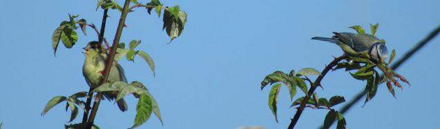 Azienda agricola dell'Ortica a Savigno, Valsamoggia, Bologna in Appennino vicino Zocca. Siamo naturali, niente prodotti chimici!!