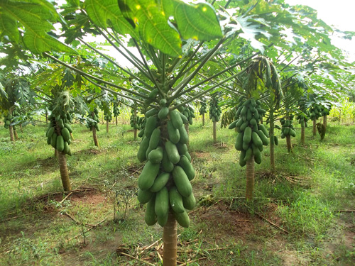 pepaya california cirebon: KEBUN PEPAYA CALIFORNIA