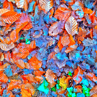 Autumn leaves in bright warm colours, shiny with rain