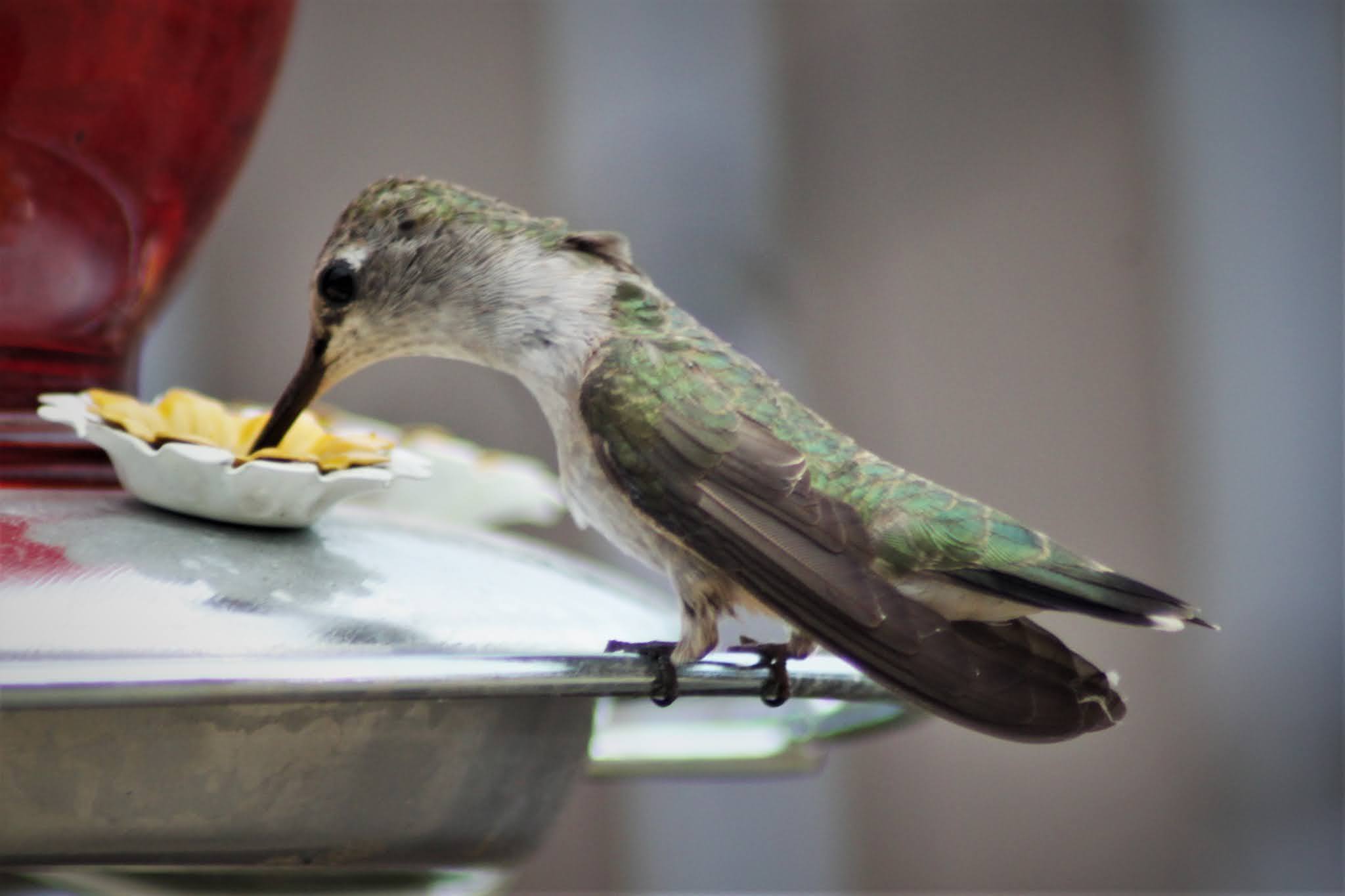 Thoughts and Thimbles