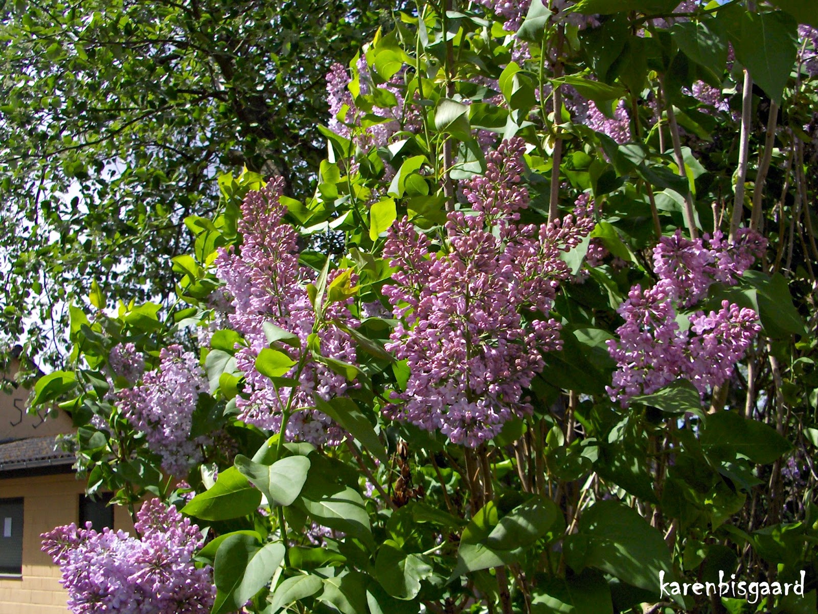 Karen S Nature Photography Pink Lilac Bush
