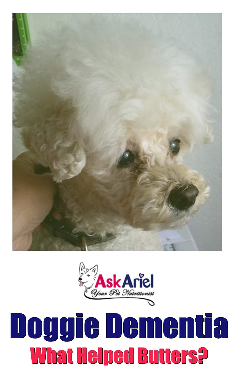 Dog Dementia Brain Supplement Helps Senior Poodle Holistic Vet and