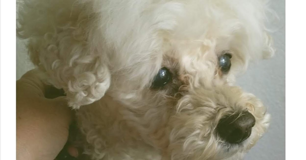 Dog Dementia Brain Supplement Helps Senior Poodle Holistic Vet and