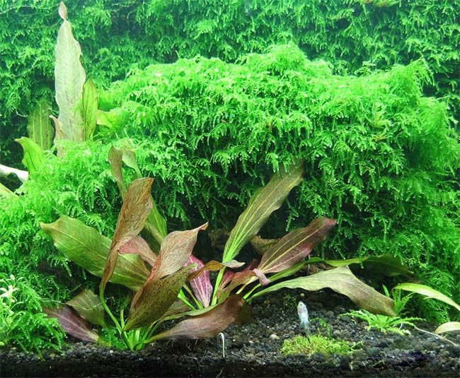 Vesicularia Ferriei 'Weeping' - Muschio Per Acquario (1-2 Grow) - Foto 9
