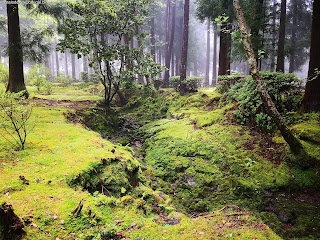 PORTUGAL / Viveiro da Falca, Ilha Terceira, Açores, Portugal