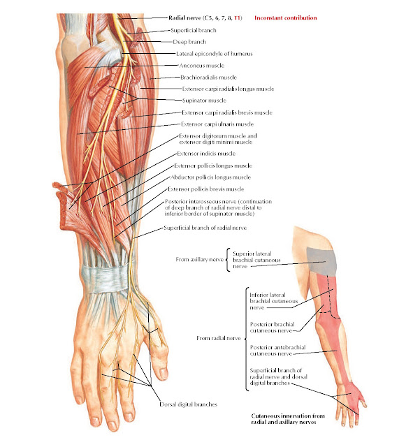 Radial Nerve in Forearm and Hand Anatomy