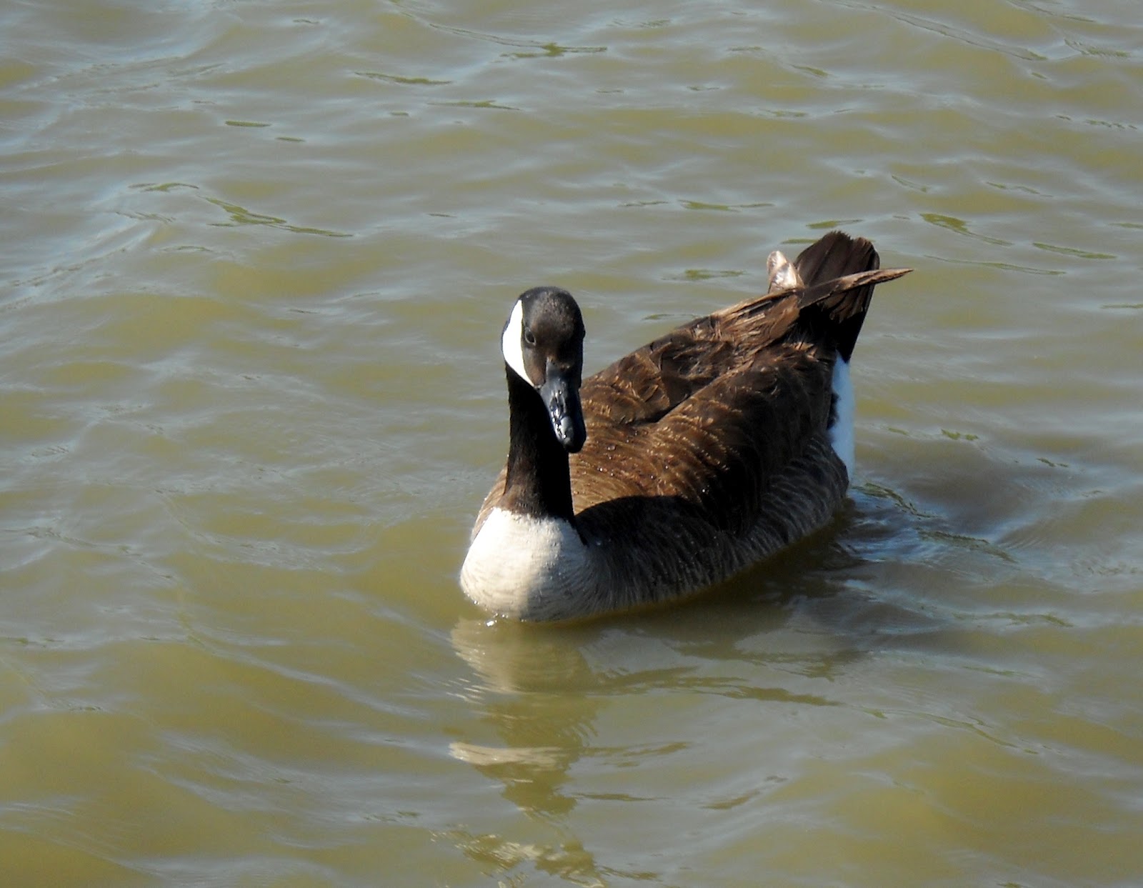 White Rock Lake, Dallas, Texas Migrating Canadian Geese Arrive at White Rock Lake
