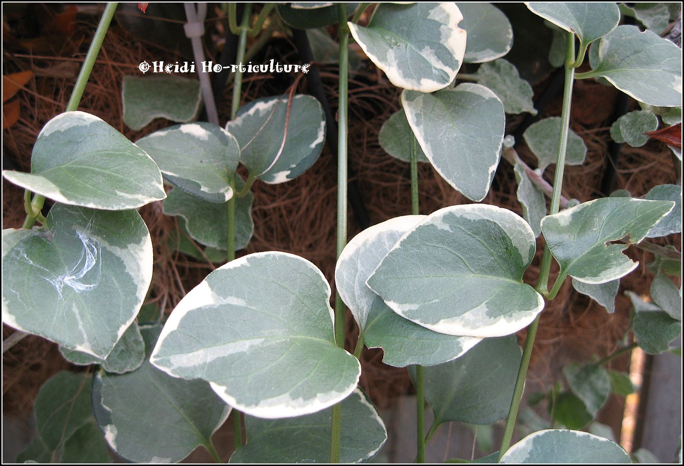 Heidi Horticulture Cold (Frost) Tolerant Annuals