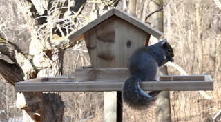 DIY squirrel shocking bird feeder construction tutorial Best Squirrel