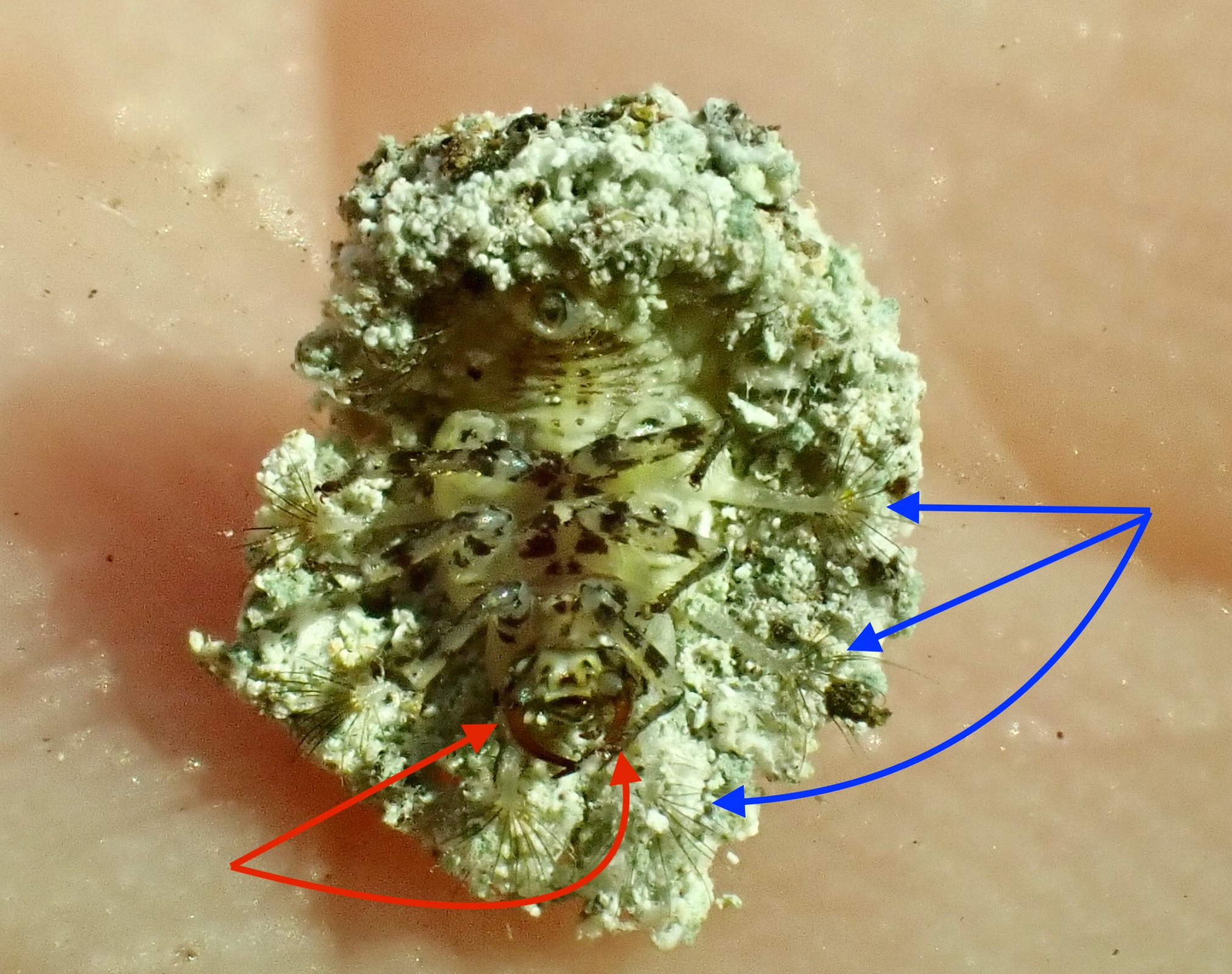 Springfield Plateau Junk Bugs