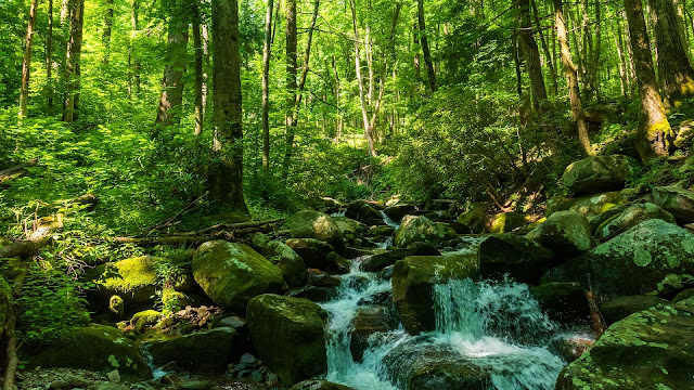 Forest, Stream, Stones desktop wallpaper