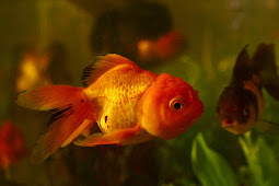 31+ Why Are Goldfish Good Pets