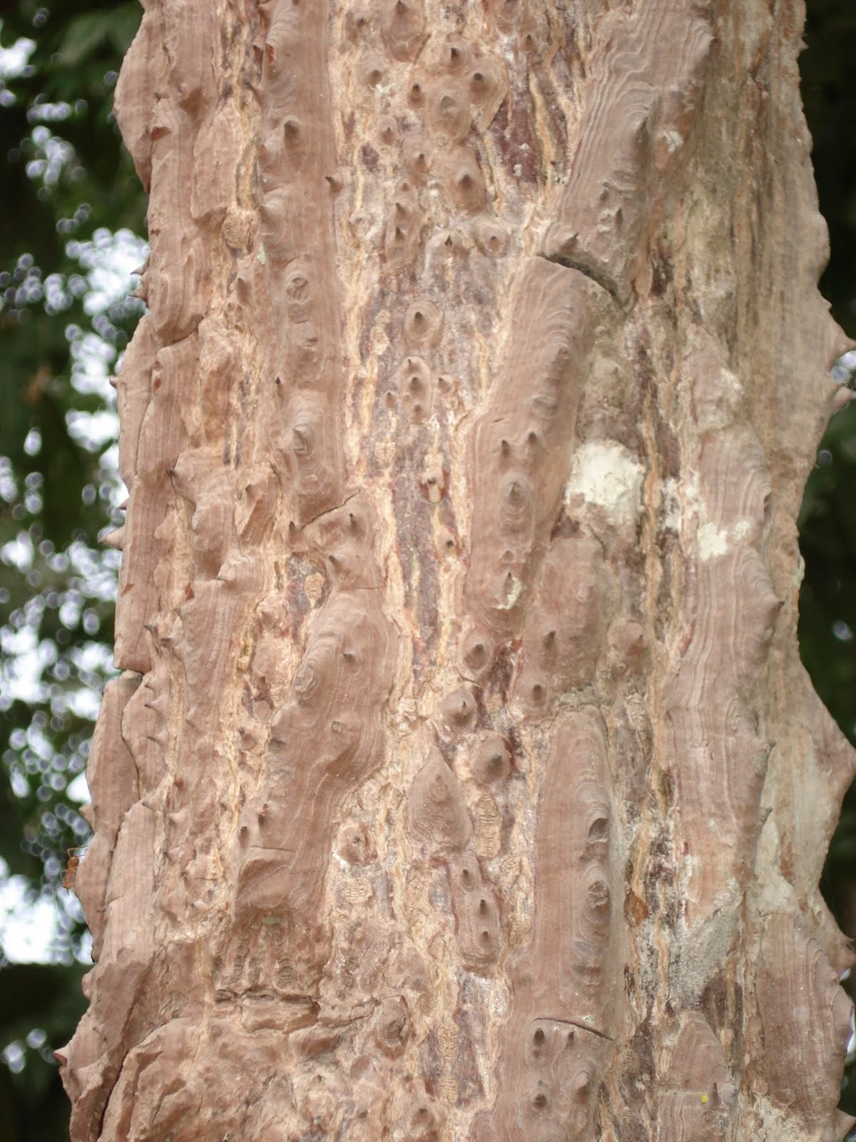A Thorny Tree Adulterers Beware 