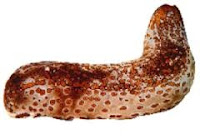 gamat emas (golden sea cucumber) - www.infojagakesehatan.blogspot.co.id - isman