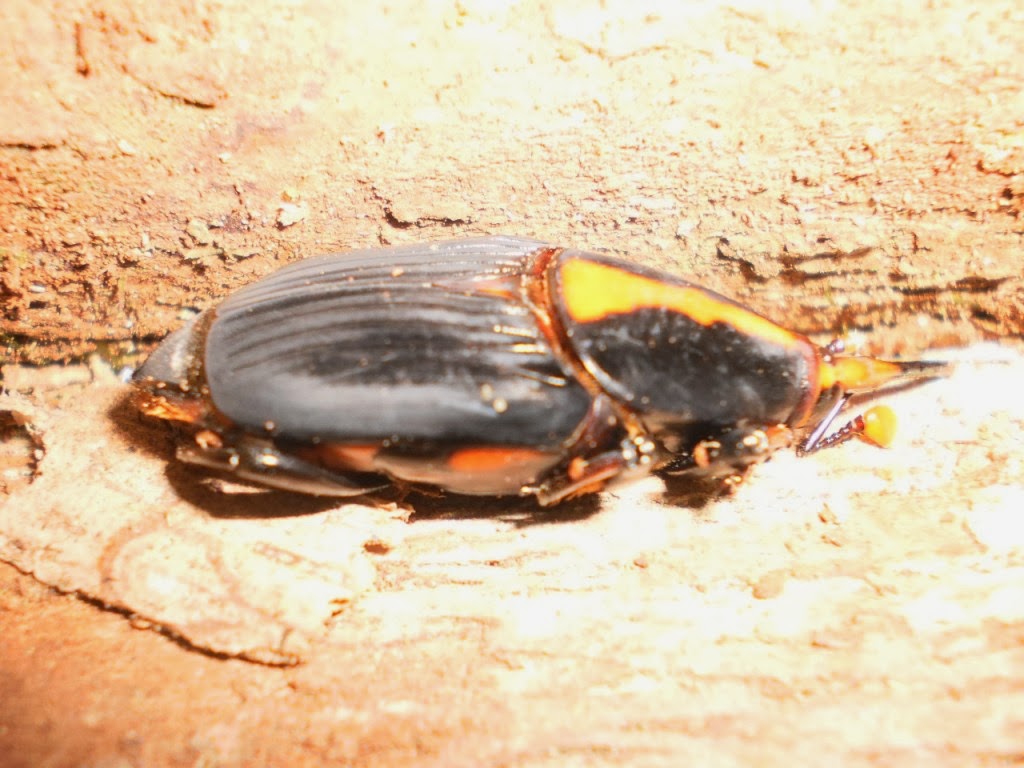 Wild Adventure - Central Borneo island: marabunta or borneo fire ants ...