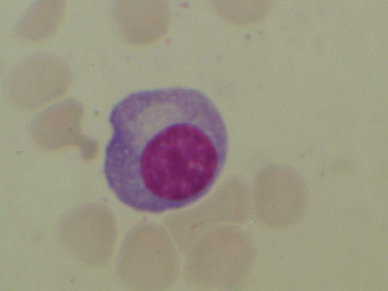 Salisbury's Graduate Histology