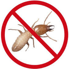 التخلص الفوري من النمل الابيض | المنزل Images%25D9%258A