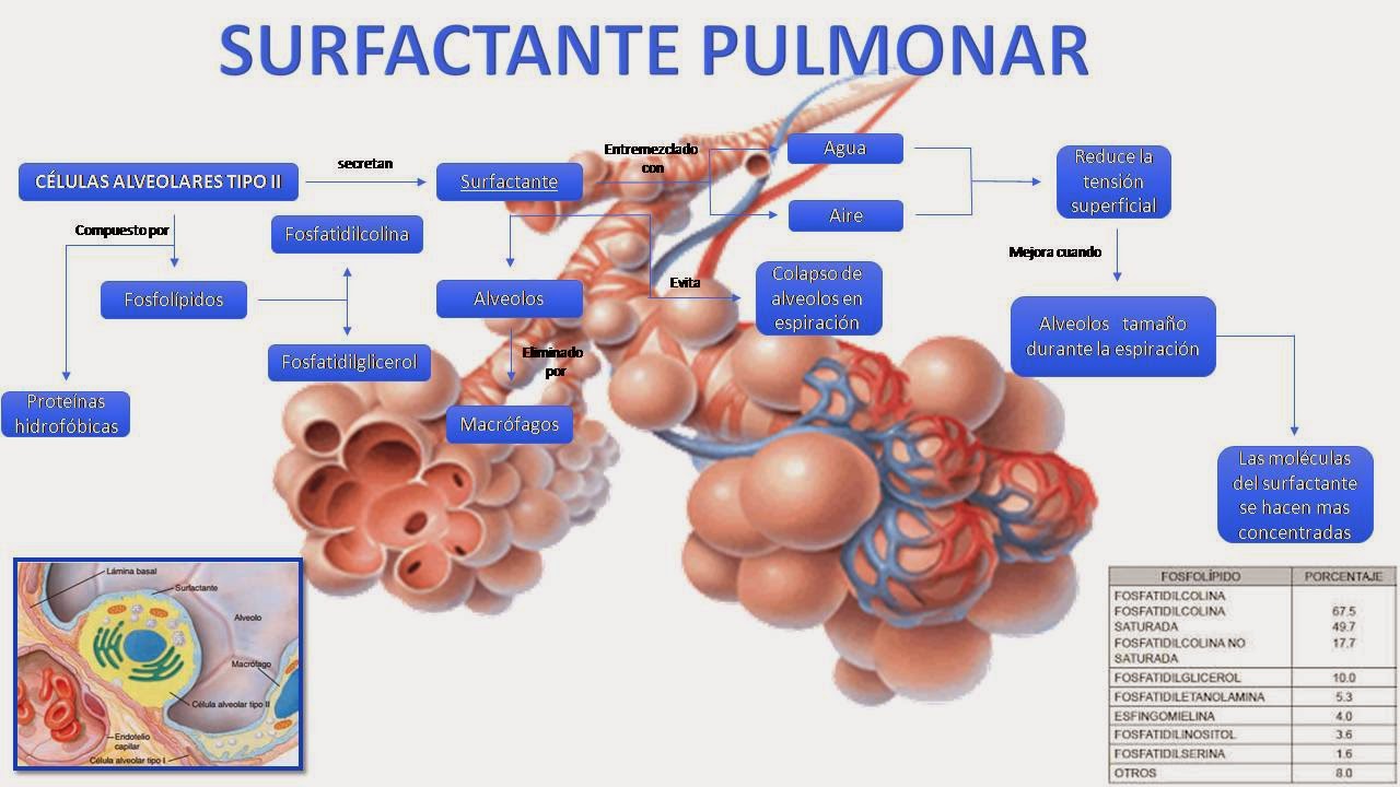 Qual A Função Do Surfactante Pulmonar - FDPLEARN