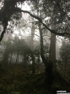 【宜蘭棲蘭】馬告生態園區之神木園-亞洲最大神木群聚落