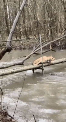 daily_gifdump_3563_21.gif