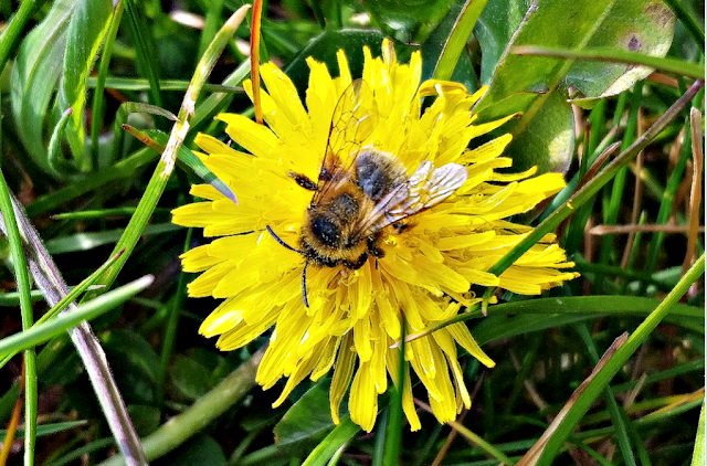 A bee on a dandelion