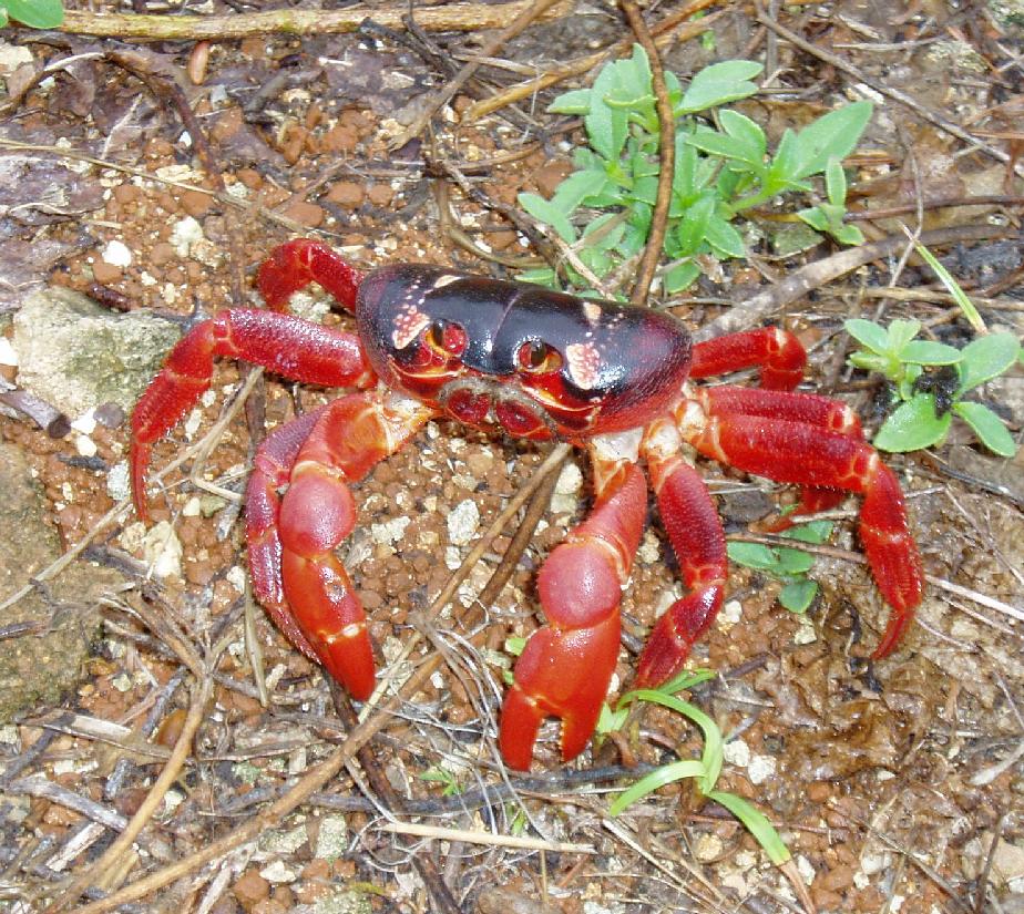 Crab Freak: Christmas Island red crab