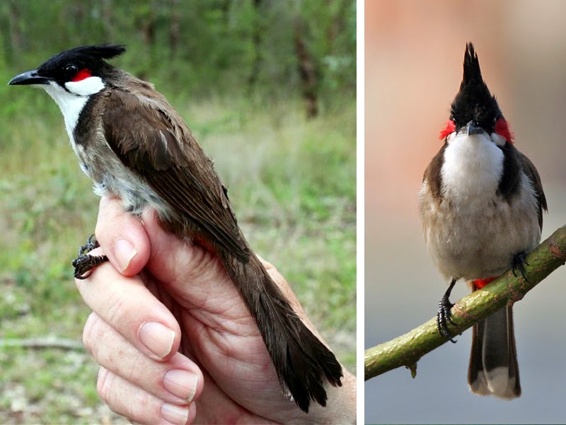 Kumpulan Foto Burung Kutilang Terbaik Kicau Maniaku