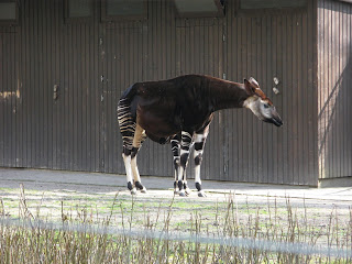 Wuppertal hayvanat bahcesi, Okapi