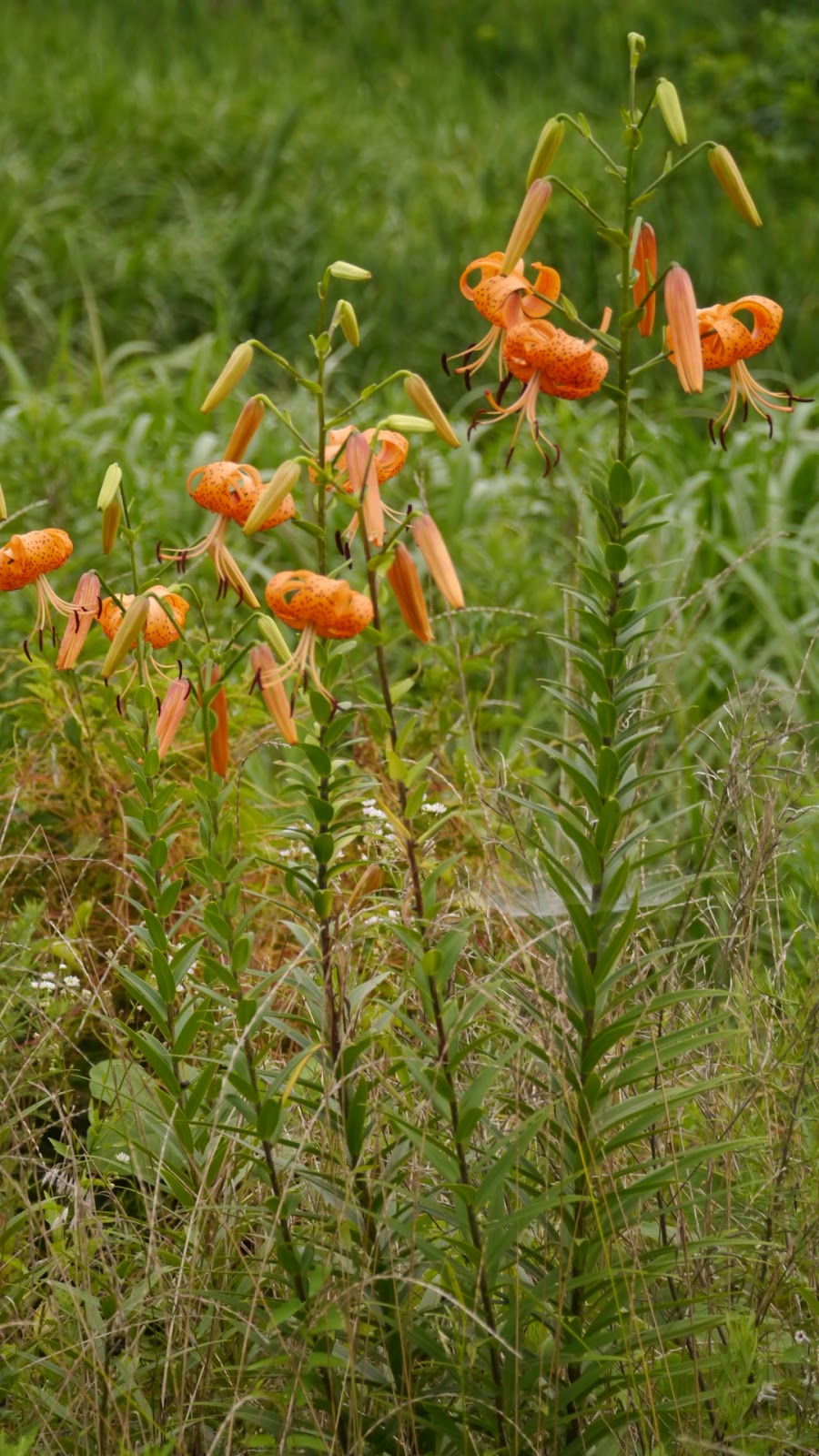 こんなこと あんなもの むかごの有無 Bulbils On Tiger Lilies