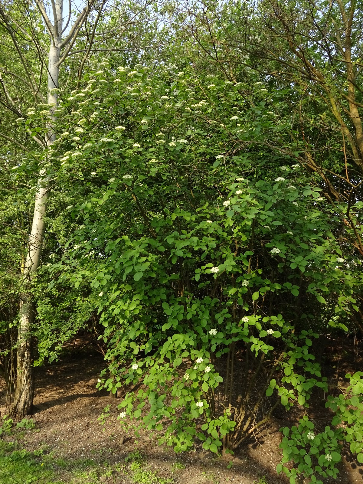 Naturnachbarschaften Mai 2018