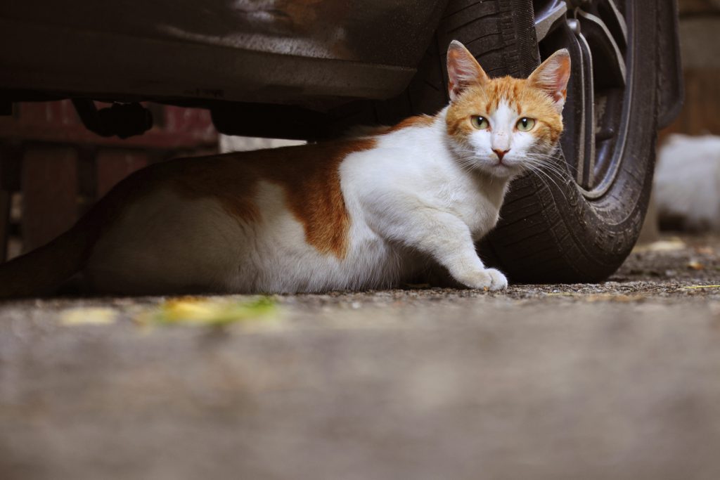 Cara untuk mengusir kucing