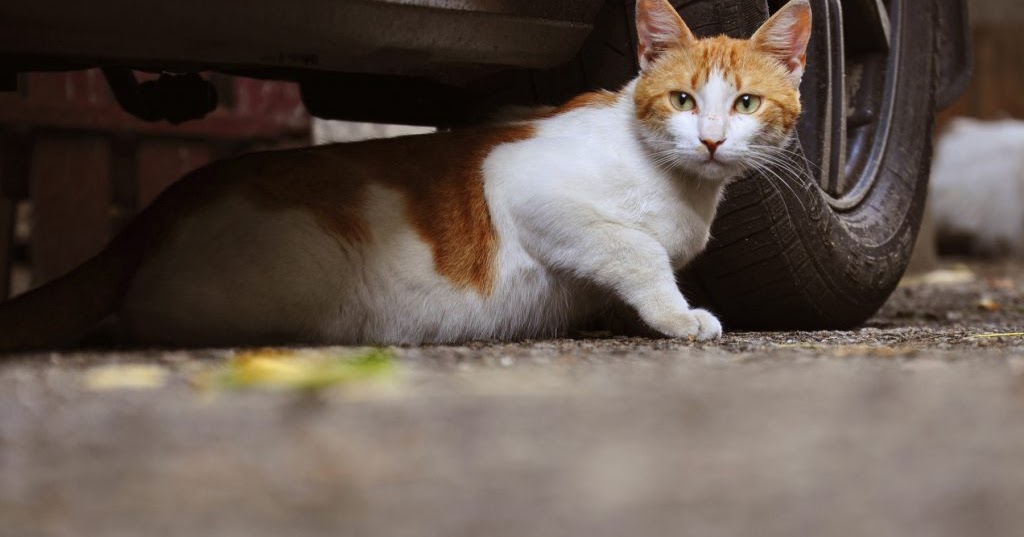 Cara Menyingkirikan Kucing Dari Mobil Anda Lks Otomotif Cara Menyingkirikan Kucing Dari Mobil Anda Lks Otomotif