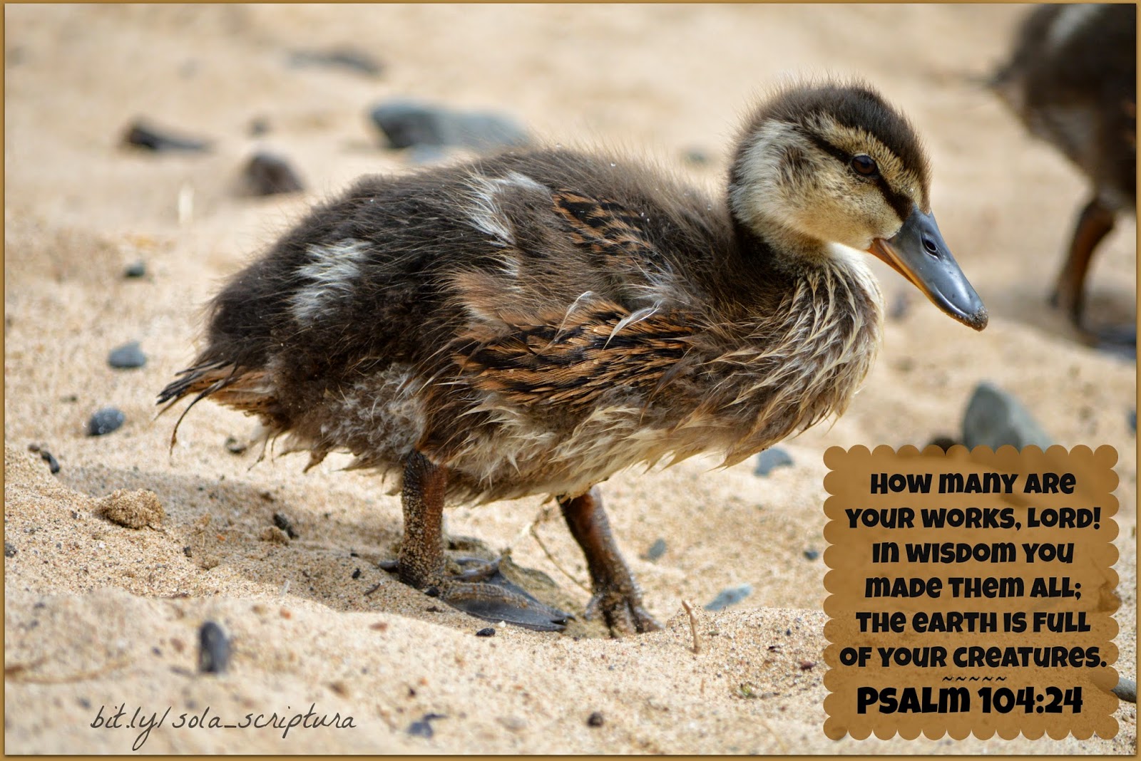 Sola Scriptura Psalm 104 24 sola-scriptura-psalm-104-24
