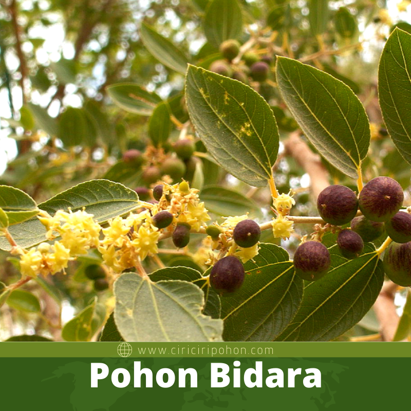 Pohon Bidara