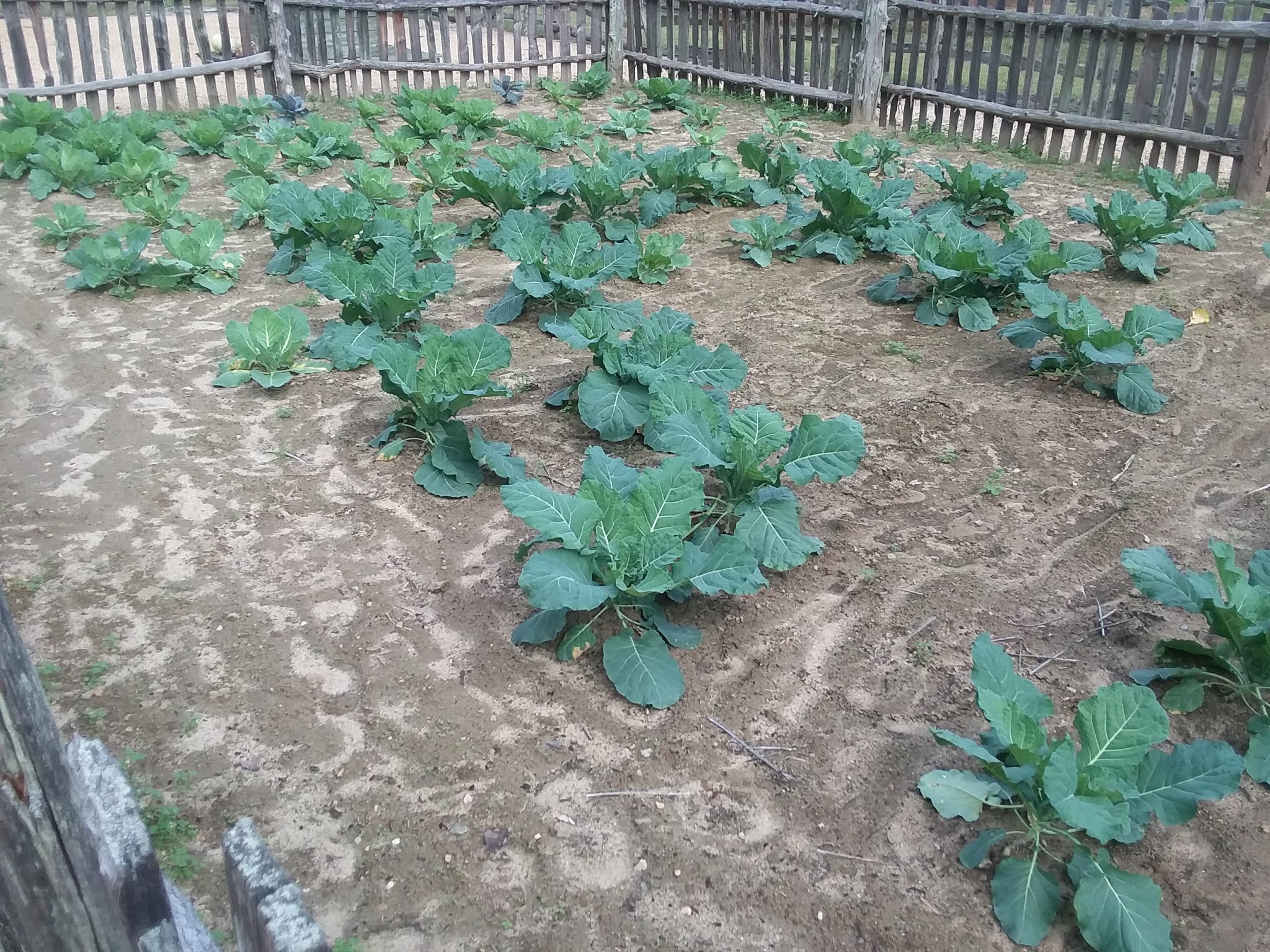 Random Thoughts on History Collards