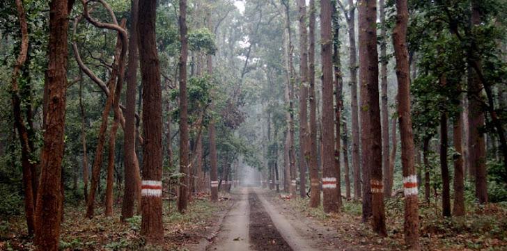 Sal Forest in Winter Morning