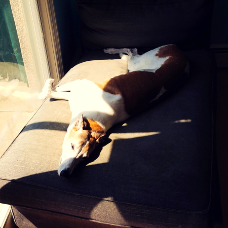 image of Dudley the Greyhound, lying on his chaise asleep in a patch of sunshine