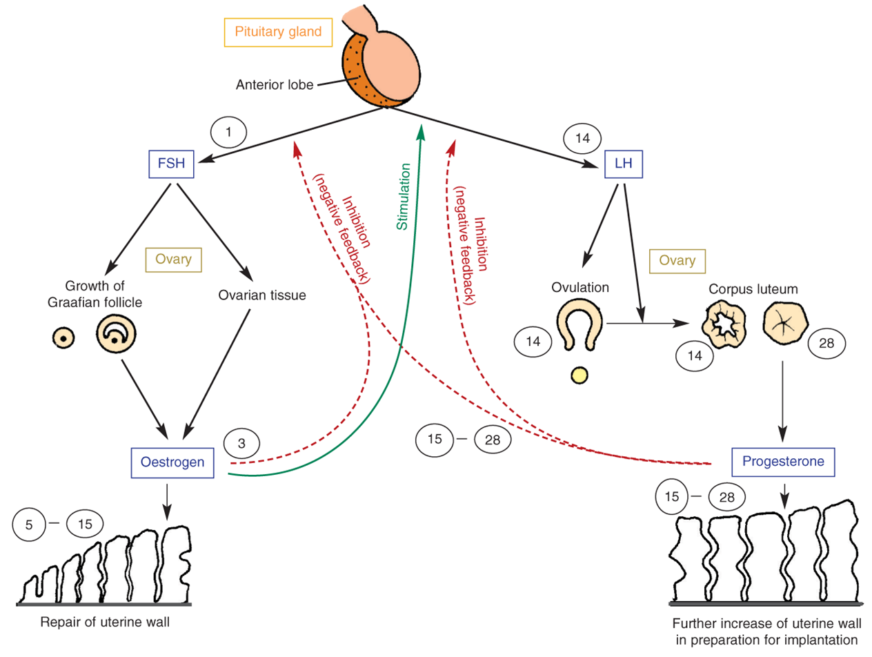 Menstrual cycle lesson picture