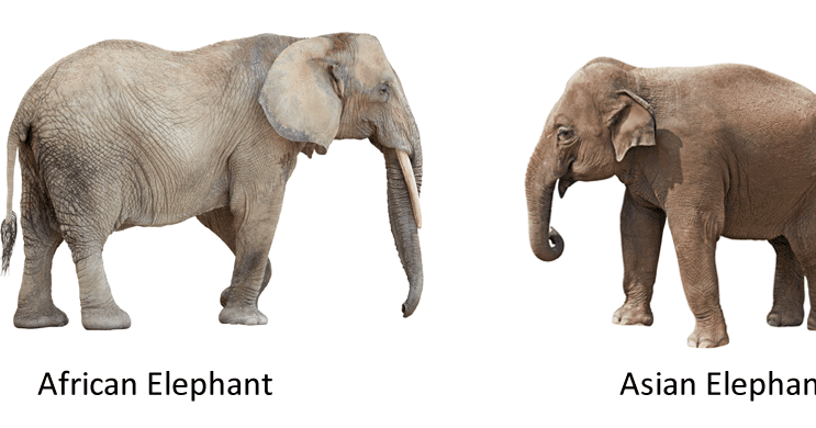 The Differences Between Asian and African Elephants