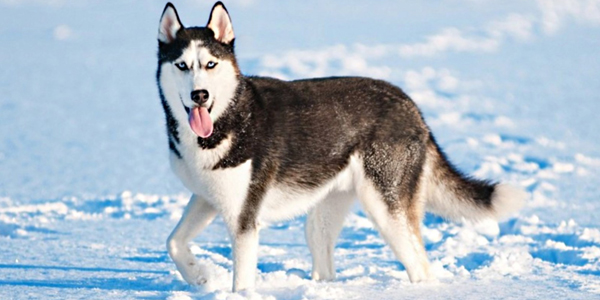 In India, the breeder cost for huskies