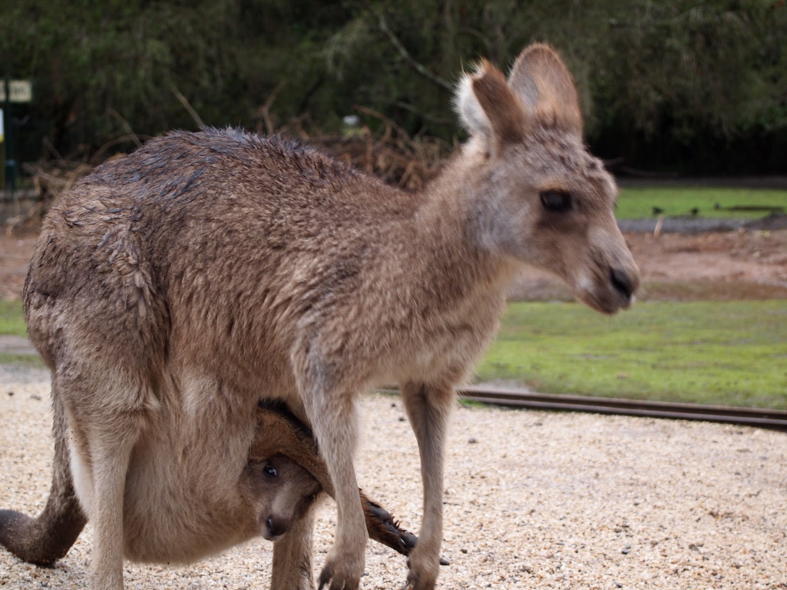 Makin' round the World Day 8 Koalas and kangaroooooos